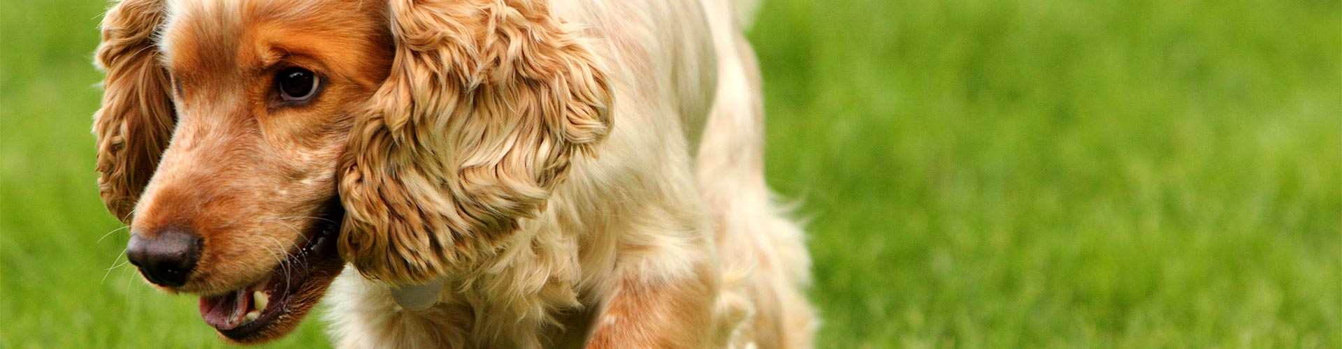 Casas rurales que admiten perros en Coma-ruga